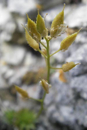 Draba aizoides \ Immergrnes Felsenblmchen, Felsen-Hungerblmchen, D Franken Ehrenbürg 17.5.2012