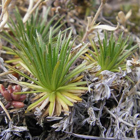 Draba aizoides / Yellow Whitlowgrass, D Franconia Scheßlitz 19.5.2012