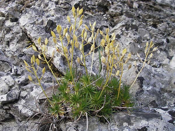 Draba aizoides \ Immergrnes Felsenblmchen, Felsen-Hungerblmchen, D Franken Scheßlitz 19.5.2012