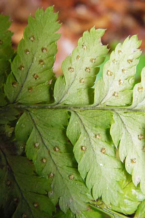 Dryopteris remota \ Entferntfiedriger Wurmfarn / Scaly Buckler Fern, D Schwarzwald/Black-Forest, Reichental 12.7.2014