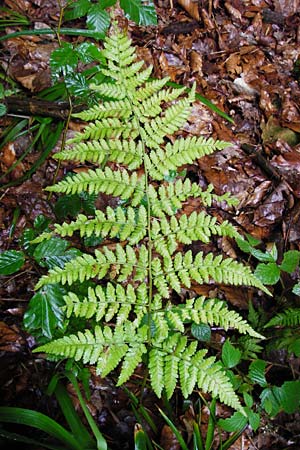 Dryopteris remota \ Entferntfiedriger Wurmfarn / Scaly Buckler Fern, D Schwarzwald/Black-Forest, Reichental 12.7.2014