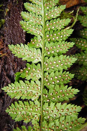 Dryopteris remota \ Entferntfiedriger Wurmfarn, D Schwarzwald, Reichental 12.7.2014