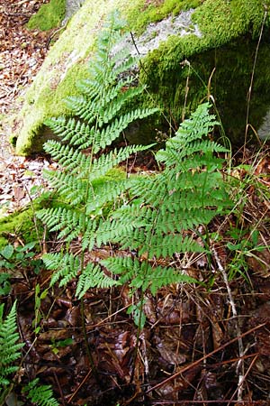 Dryopteris remota \ Entferntfiedriger Wurmfarn, D Schwarzwald, Reichental 12.7.2014