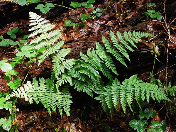 Dryopteris remota \ Entferntfiedriger Wurmfarn / Scaly Buckler Fern, D Schwarzwald/Black-Forest, Reichental 12.7.2014