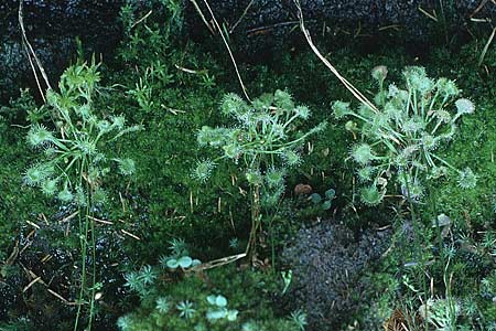 Drosera rotundifolia / Round-Leaved Sundew, D Allgäu, Gebrazhofen 11.8.1990