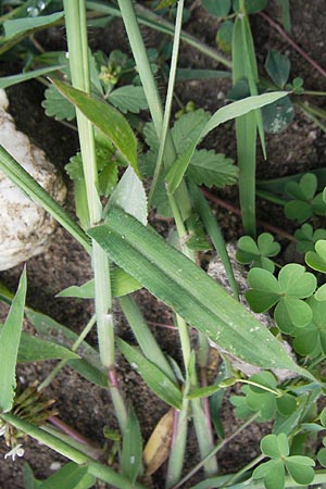 Digitaria sanguinalis \ Blutrote Fingerhirse / Hairy Finger-Grass, D Karlsruhe 24.7.2010