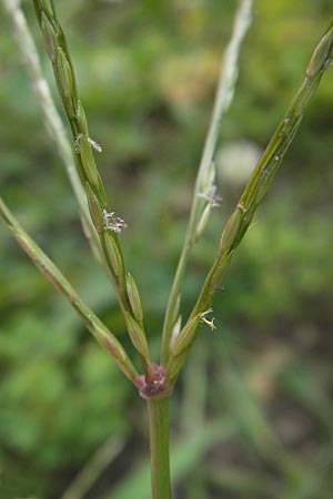 Digitaria sanguinalis \ Blutrote Fingerhirse, D Karlsruhe 24.7.2010