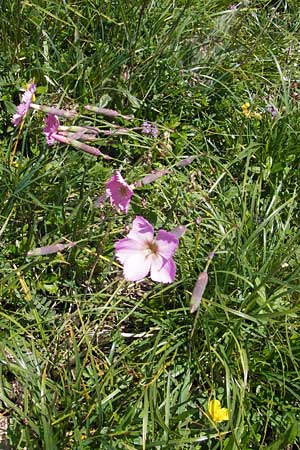 Dianthus sylvestris \ Stein-Nelke / Wood Pink, D Immenstadt 21.6.2011