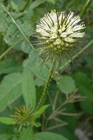 Dipsacus strigosus / Yellow-Flowered Teasel, D Unterschleißheim 30.7.2011