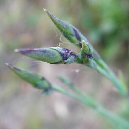 Dianthus superbus subsp. superbus / Superb Pink, Large Pink, D Eberbach 6.10.2014