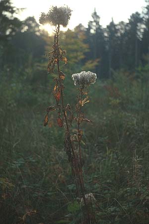 Eupatorium cannabinum \ Wasserdost, D Pforzheim 22.10.1980