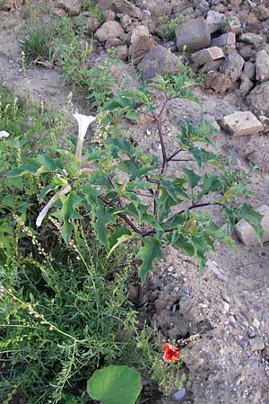 Datura stramonium var. tatula \ Blauer Stechapfel / Purple Thorn Apple, D Mannheim 21.8.2013