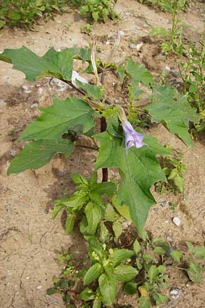 Datura stramonium var. tatula \ Blauer Stechapfel / Purple Thorn Apple, D Mannheim 28.9.2014