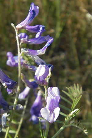 Vicia dalmatica \ Dalmatinische Vogel-Wicke, D Rauenberg 18.5.2011