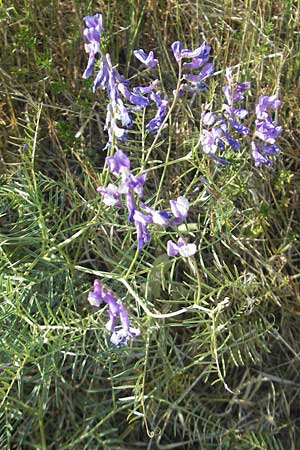 Vicia dalmatica \ Dalmatinische Vogel-Wicke, D Rauenberg 18.5.2011