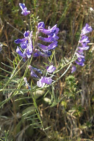 Vicia dalmatica / Bramble Vetch, D Rauenberg 18.5.2011