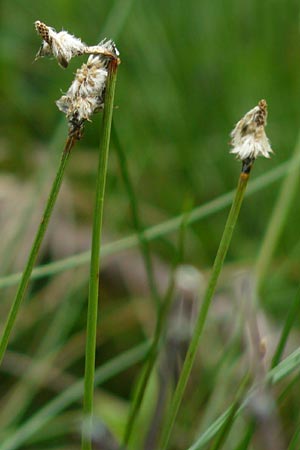 Eriophorum vaginatum \ Scheiden-Wollgras / Hare's-Tail Cotton Grass, D Schwarzwald/Black-Forest, Kaltenbronn 7.7.2012