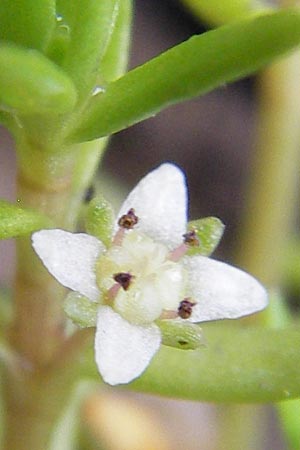 Crassula helmsii / Swamp Stonecrop, New Zealand Pygmyweed, D Wetter 7.9.2013