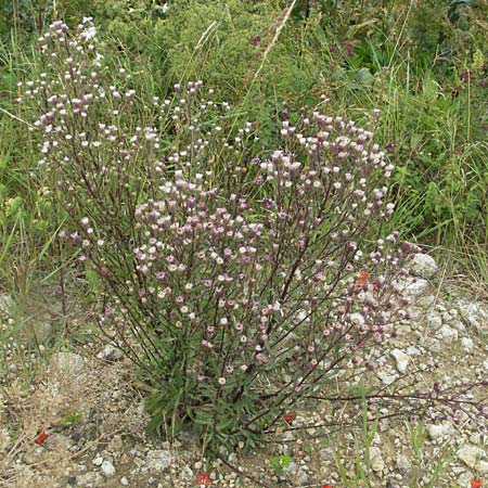 Erigeron acris subsp. acris \ Scharfes Berufkraut / Blue Fleabane, D Neuleiningen 3.7.2007