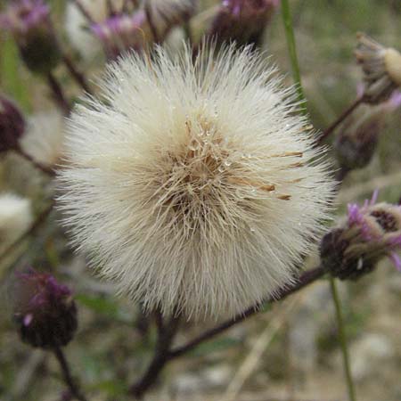 Erigeron acris subsp. acris \ Scharfes Berufkraut, D Neuleiningen 3.7.2007