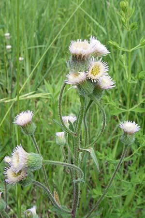 Erigeron acris subsp. acris \ Scharfes Berufkraut / Blue Fleabane, D Hurlach 8.6.2008