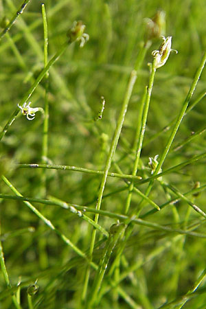 Eleocharis acicularis \ Nadel-Sumpfbinse / Needle Spike Rush, D Botan. Gar.  Universit.  Mainz 11.7.2009