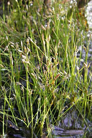 Eleocharis acicularis \ Nadel-Sumpfbinse / Needle Spike Rush, D Botan. Gar.  Universit.  Mainz 11.7.2009