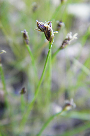 Eleocharis acicularis \ Nadel-Sumpfbinse / Needle Spike Rush, D Groß-Gerau 31.8.2009