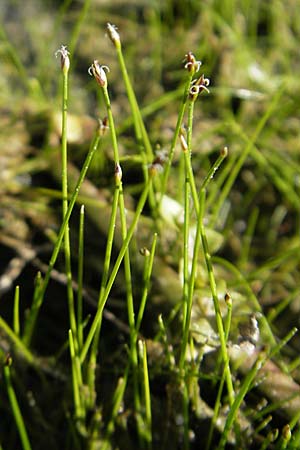 Eleocharis acicularis \ Nadel-Sumpfbinse / Needle Spike Rush, D Römerberg 5.9.2009