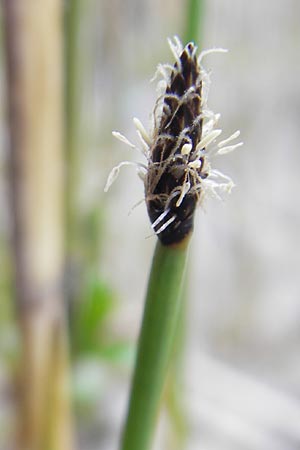 Eleocharis austriaca \ sterreichische Sumpfbinse / Austrian Spike Rush, D Günzburg 8.5.2010