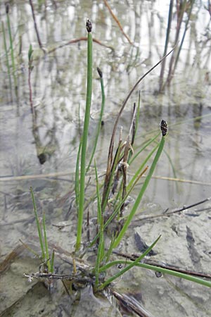 Eleocharis austriaca \ sterreichische Sumpfbinse / Austrian Spike Rush, D Günzburg 8.5.2010