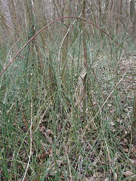 Equisetum x ascendens \ Aufsteigender Schachtelhalm, D Pfalz, Wörth 16.3.2013