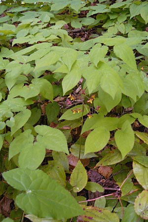 Epimedium alpinum \ Alpen-Sockenblume / Barren-Wort, D Offenbach am Main 8.5.2013