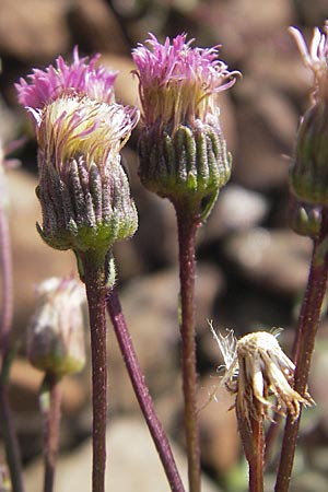 Erigeron muralis \ Sptes Berufkraut / Late Fleabane, D Kaiserslautern-Einsiedlerhof 4.9.2010