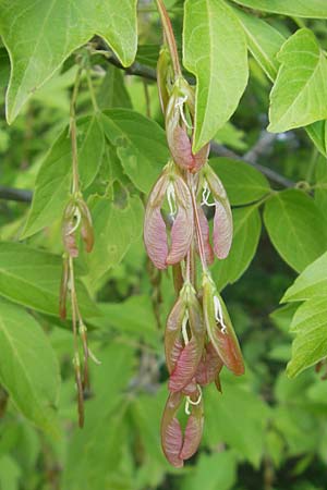 Acer negundo \ Eschen-Ahorn / Box Elder, D Mannheim 15.4.2011