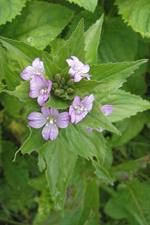 Epilobium alpestre \ Quirlblttriges Weidenrschen / Alpine Willowherb, D Oberstdorf 22.6.2011