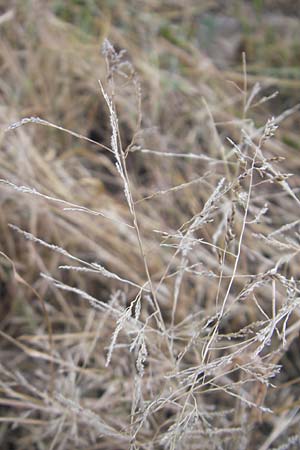 Eragrostis albensis \ Elbe-Liebesgras, D Mannheim 5.10.2011