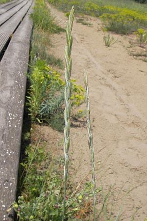 Elymus arenosus \ Sand-Quecke / Couch, D Mainz 30.6.2012