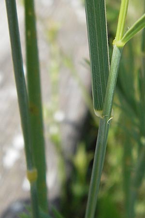 Elymus arenosus \ Sand-Quecke / Couch, D Mainz 30.6.2012