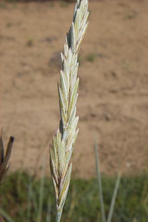 Elymus arenosus \ Sand-Quecke / Couch, D Mainz 30.6.2012