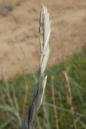 Elymus arenosus / Couch, D Mainz 30.6.2012