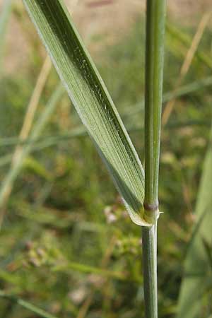 Elymus arenosus \ Sand-Quecke / Couch, D Mainz 30.6.2012