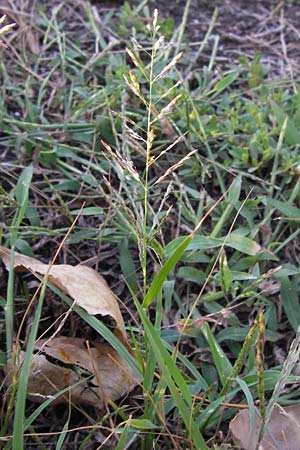 Eragrostis albensis \ Elbe-Liebesgras, D Mannheim 27.8.2012