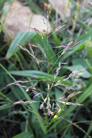 Eragrostis albensis / Elbe Love Grass, D Mannheim 27.8.2012