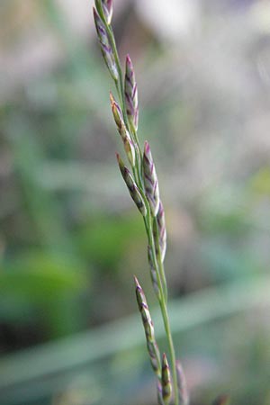 Eragrostis albensis / Elbe Love Grass, D Mannheim 27.8.2012