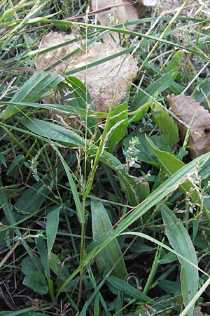 Eragrostis albensis / Elbe Love Grass, D Mannheim 27.8.2012