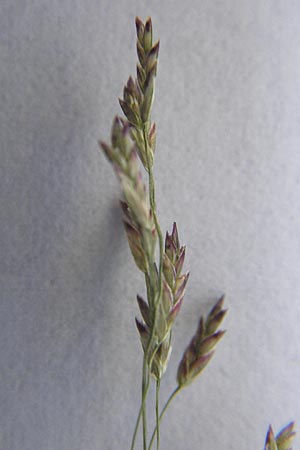 Eragrostis albensis / Elbe Love Grass, D Mannheim 28.8.2012