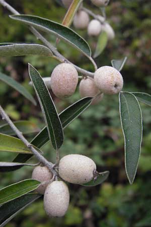 Elaeagnus angustifolia \ Schmalblttrige lweide / Narrow-Leaved Oleaster, Russian Olive, D Mannheim 30.8.2012