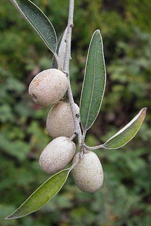 Elaeagnus angustifolia / Narrow-Leaved Oleaster, Russian Olive, D Mannheim 30.8.2012