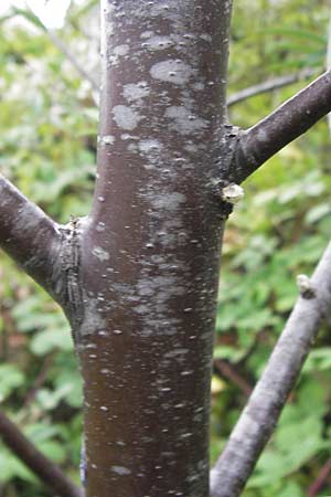 Elaeagnus angustifolia / Narrow-Leaved Oleaster, Russian Olive, D Mannheim 30.8.2012